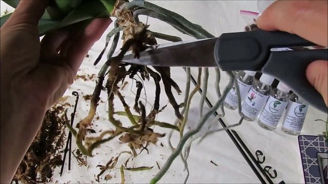 Como cambiar musgo a orquidea en la peor maceta tiene hojas amarillas y raices por fuera #286 смотреть онлайн