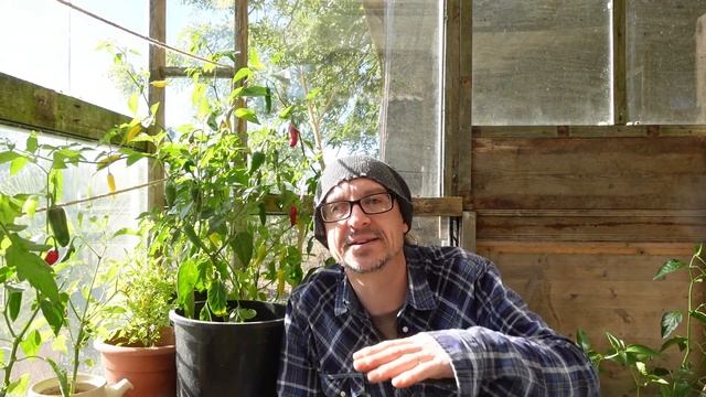 Chilli Harvest and Tomato Ripening - With A Magic Plate? - Allotment Update смотреть онлайн
