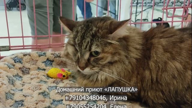 Задумчивая Омега (4 года) ищет дом. Кошечка здорова, привита, стерильна, приучена к лотку. смотреть онлайн