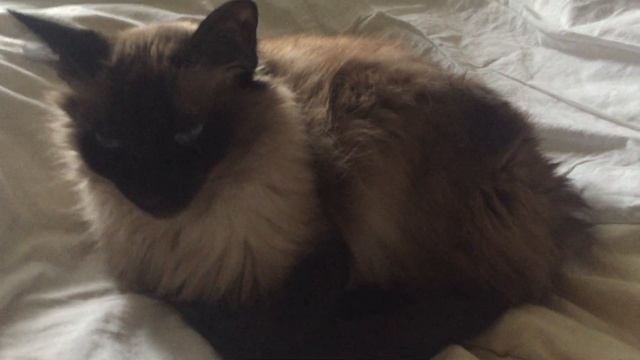 Россия, ВАО г.Москва, 18.01.2022г. смотреть онлайн