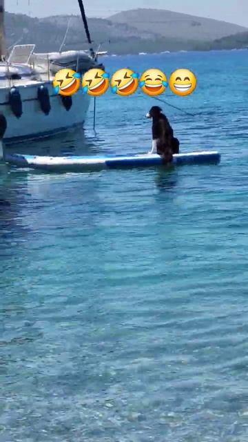 Dog on a sup #edit #funny #dog #summer смотреть онлайн