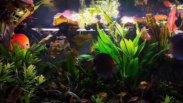 Aquarium Aftermath 19.05.2024 #334 смотреть онлайн