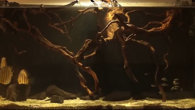 Wild Red Spotted Green Rio Tefé Discus Biotope смотреть онлайн