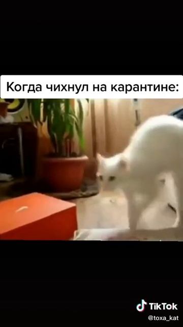 Когда Чихнул На Карантине смотреть онлайн