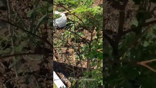 🌿MORINGA FARM IN SOUTHERN CALIFORNIA HIGH DESERT🏜 #Moringafarm #GrowingMoringa #homestead #moringa смотреть онлайн