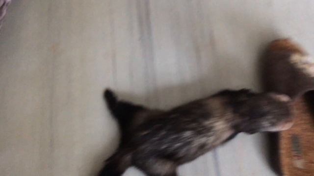 Хорёк и тапок смотреть онлайн