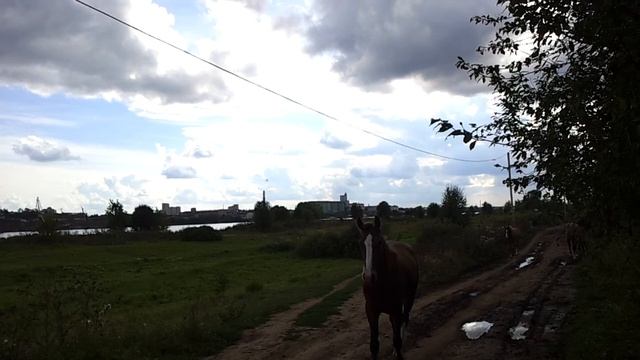 Конское видео смотреть онлайн