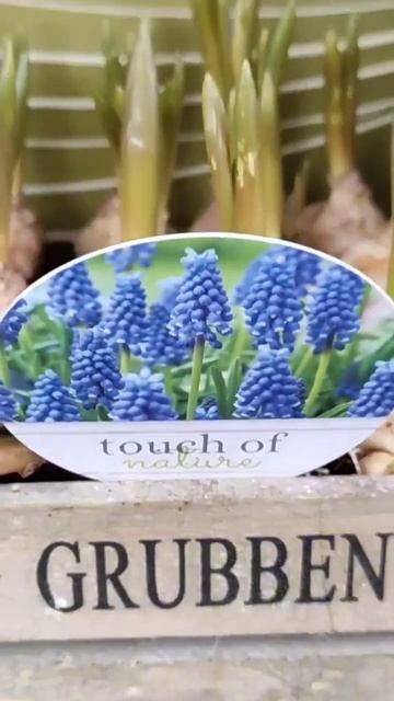 ВЫ ЭТО ВИДЕЛИ В КОНЦЕ ЯНВАРЯ?Голландские букеты, цветы на срез#красивыецветы #пеларгонии#фаленопсис смотреть онлайн