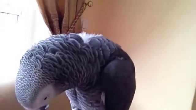 Кешка молчун 2