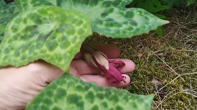 Podophyllum Spotty Dotty смотреть онлайн