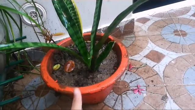 Protect your plants from heavy rain with Creative Gardening & DIY смотреть онлайн