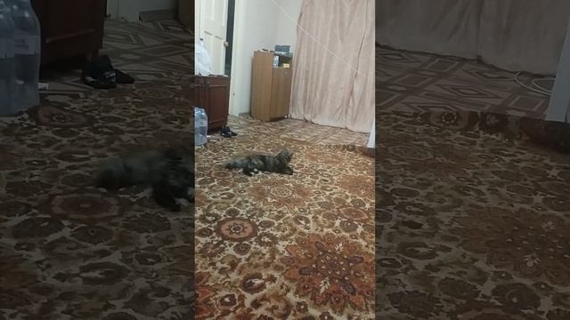 кошка играет с лазером смотреть онлайн