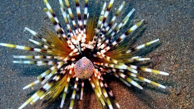 URCHIN смотреть онлайн