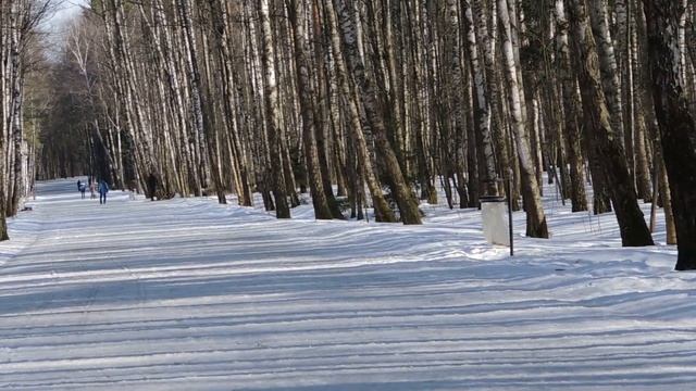 Собаки о четырёх ногах, а спотыкаются! смотреть онлайн