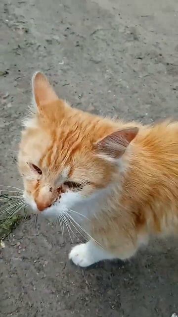 Рыжая кошка 😺 смотреть онлайн
