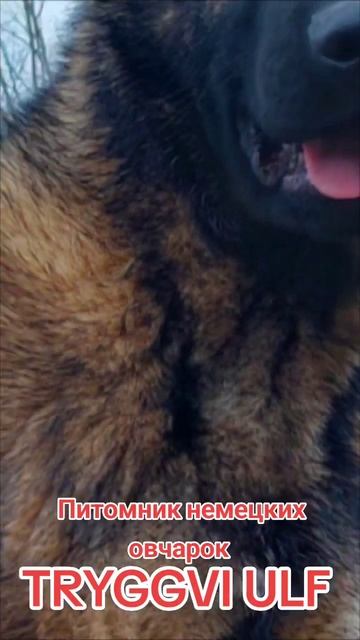 Питомник немецких овчарок TRYGGVI ULF