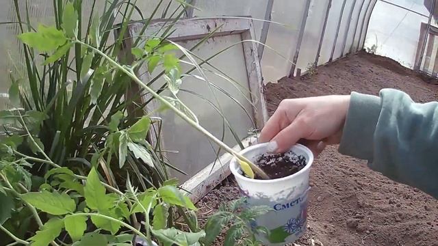 Тепличные заботы. смотреть онлайн