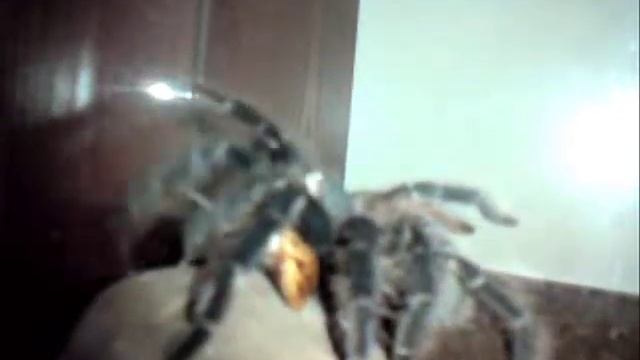Lasiodora Parahybana L9 & Gromphadorhina portentosa ( karaczan madagaskarski ) смотреть онлайн