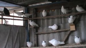 Пермские голуби