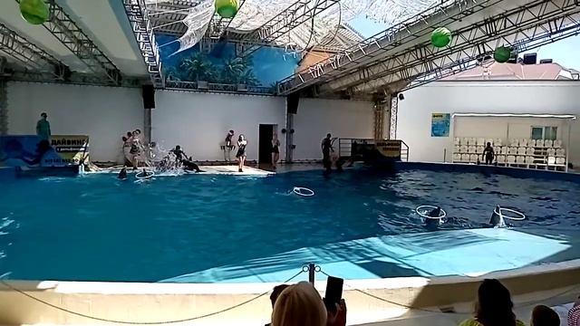 Дельфинарий на Пионерском проспекте. Анапа 2020 смотреть онлайн