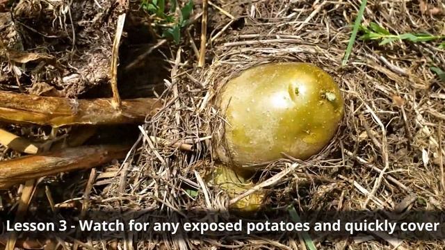 130lbs of Potatoes From our Backyard!! 🥔🥔🥔 смотреть онлайн