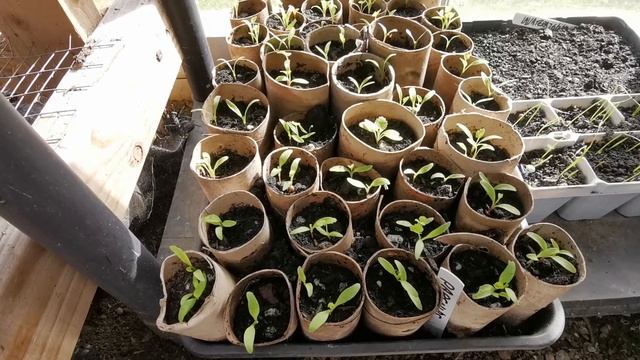 growing and sowing parsnips from seed. смотреть онлайн