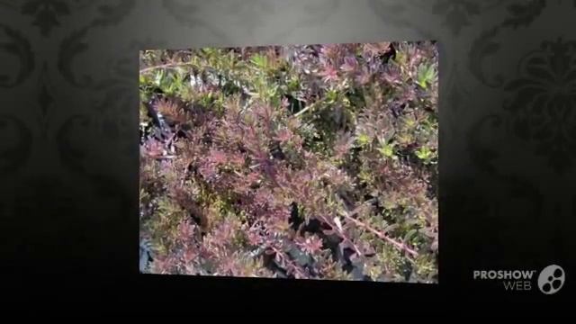 Myoporum - garden plants смотреть онлайн