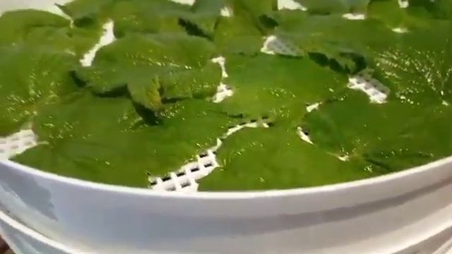 листья смородины, витомины кроликам на зиму смотреть онлайн