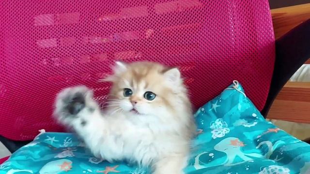 Золотая британская шиншилла ПДШ смотреть онлайн