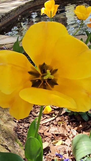 #short #shortsvideo #shortsfeed #shortsyoutube #shorts #subscribe # #status #nature #wild #share смотреть онлайн