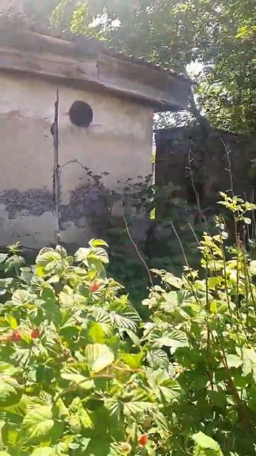 Колорадского жука увидели? смотреть онлайн
