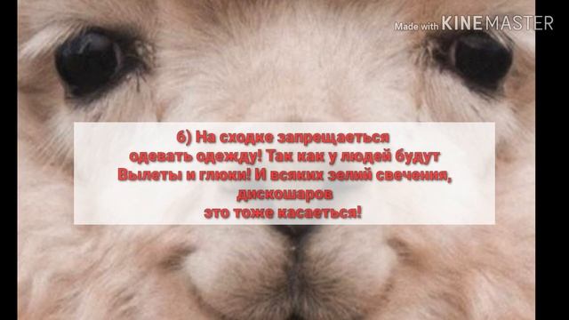 😱Бесплатная Сходка!😱 Кину 100 зелий #сходкиголди #лисичкаголди смотреть онлайн