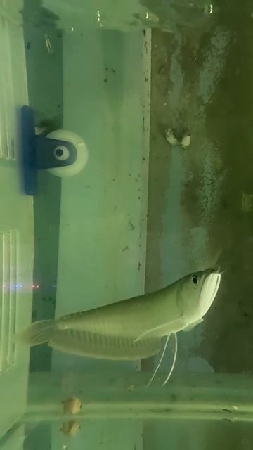 Love Fish💚 смотреть онлайн