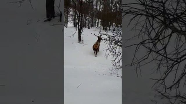 Бесстрашный изюбрь!!! смотреть онлайн