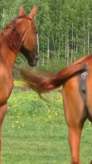 Horse mating cute - Most breeding horse смотреть онлайн