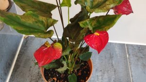 Как восстановить убитый Антуриум?