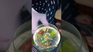 Купили рыбку петушка! Переселение