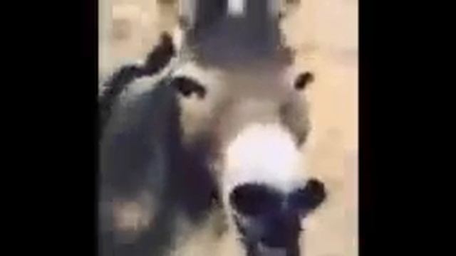 Ишак ржёт со всех сил смотреть онлайн