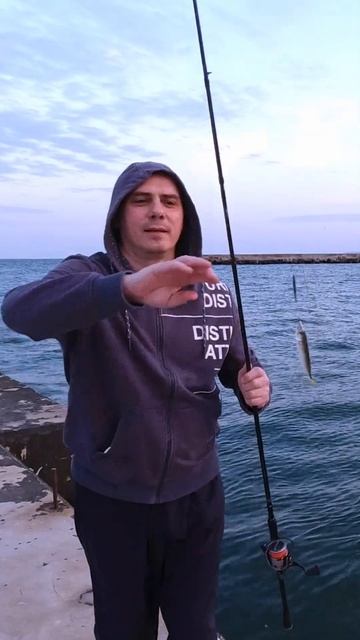 Ставрида на пилькер #shorts смотреть онлайн