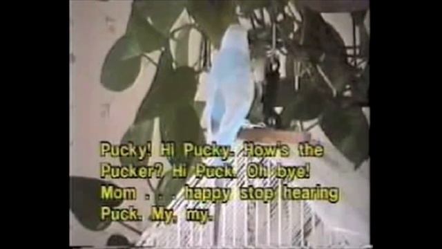 Parakeet Prodigy: Puck.m4v смотреть онлайн