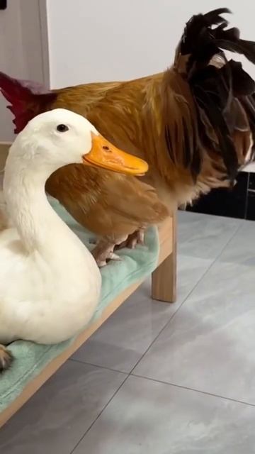 Funny rooster and duck are fighting to sleep with the cat!(Click to watch the full version) смотреть онлайн