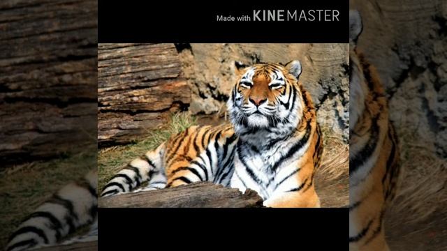 Новое видео для любителей тигров!! 🐯🐅 смотреть онлайн