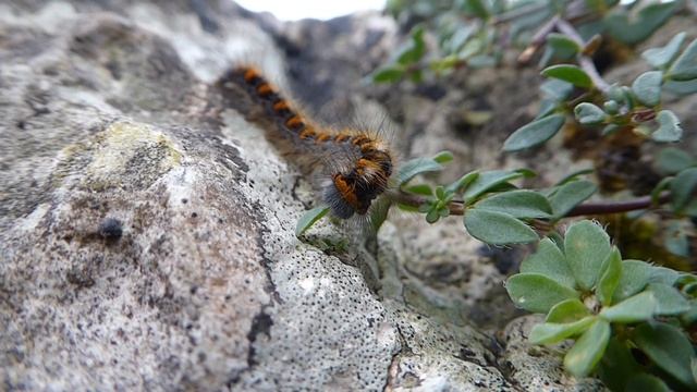 Northern eggar moth caterpillar, Lasiocampa quercus f. callunae смотреть онлайн