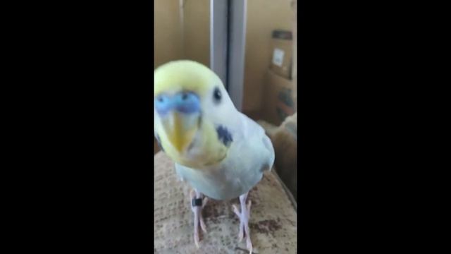 Тимоша смотреть онлайн