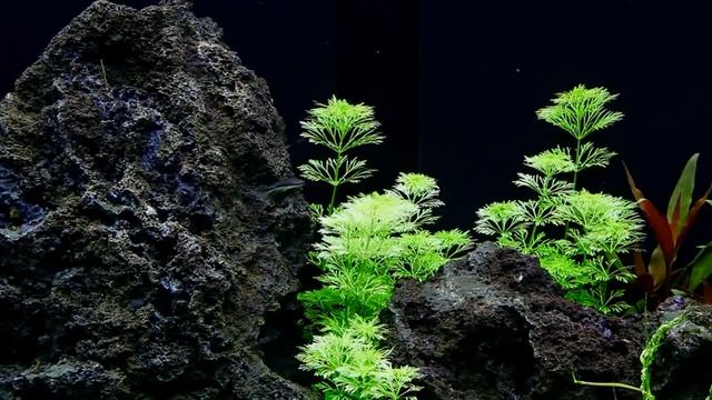 Cách Trồng Cây La Hán Thủy Sinh