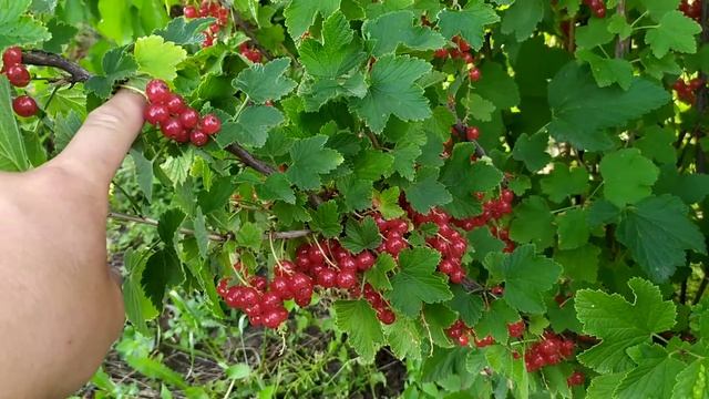 червона порічка"Світлиця". смотреть онлайн