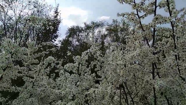 Цветущий терновник смотреть онлайн