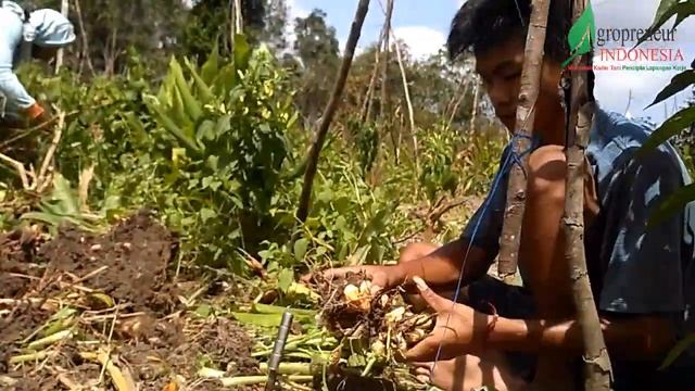 PANEN KUNYIT TUMPANG SARI CABAI MERAH || Capsicum annuum L.- Curcuma longa смотреть онлайн
