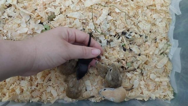 Песчанки монгольские. малыши смотреть онлайн