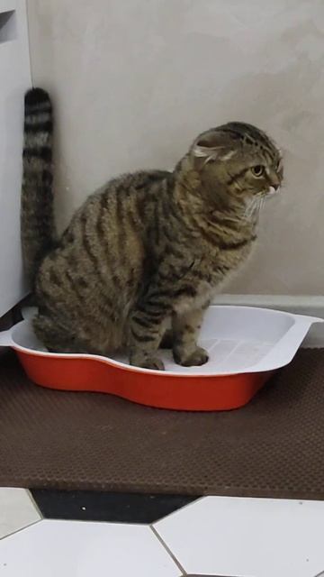 как вислоухие кошки ходят на лоток. смотреть онлайн